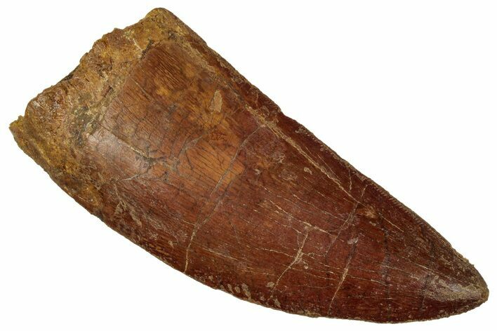 Serrated, Carcharodontosaurus Tooth - Real Dinosaur Tooth #242592